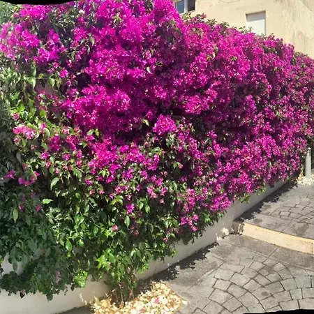 The Shabby House - Charming Seaside Retreat In Anzio, Steps From And Train Station Apartment